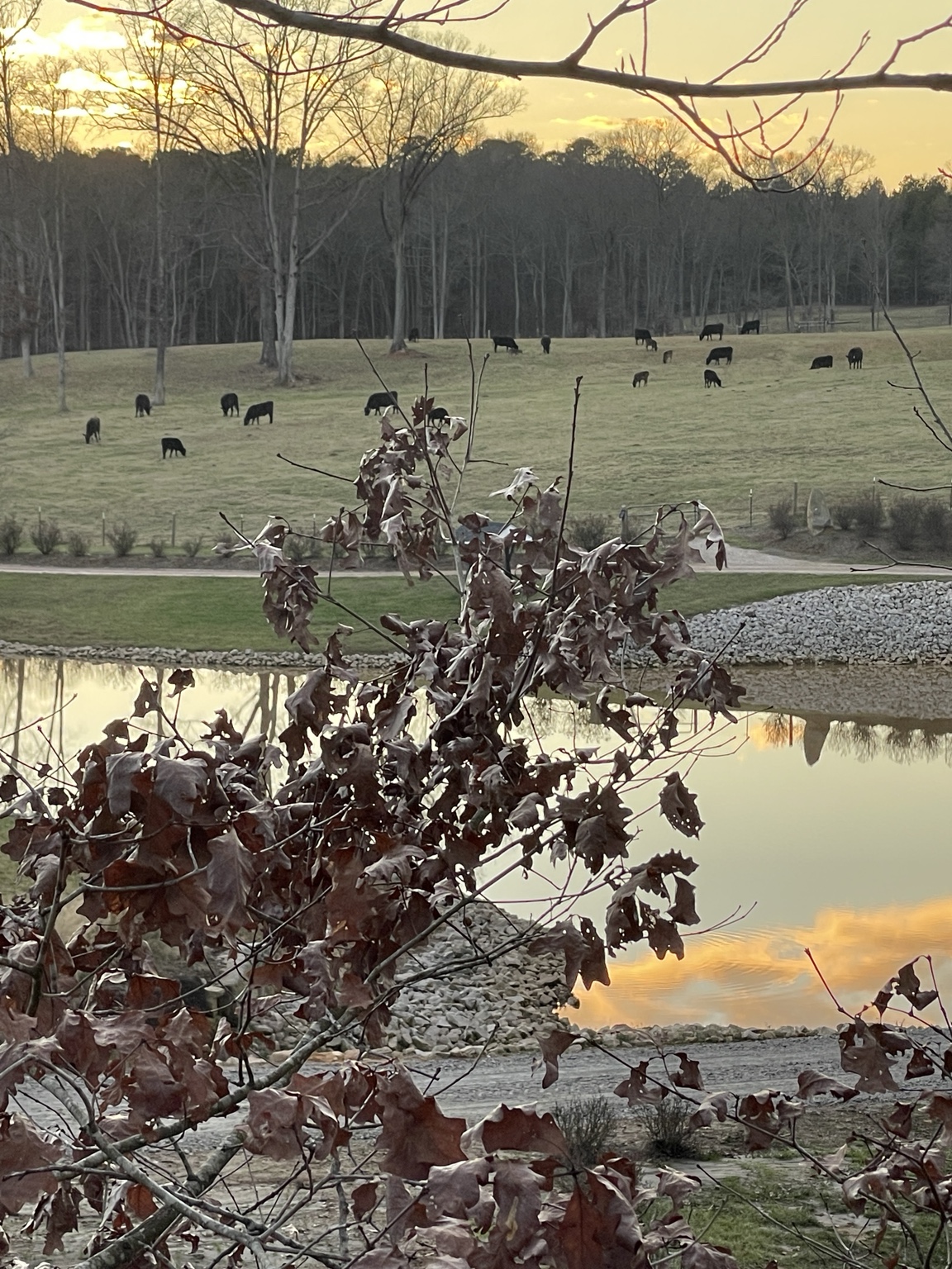 The Davidson Farm Wagyu herd grazing at sunset
