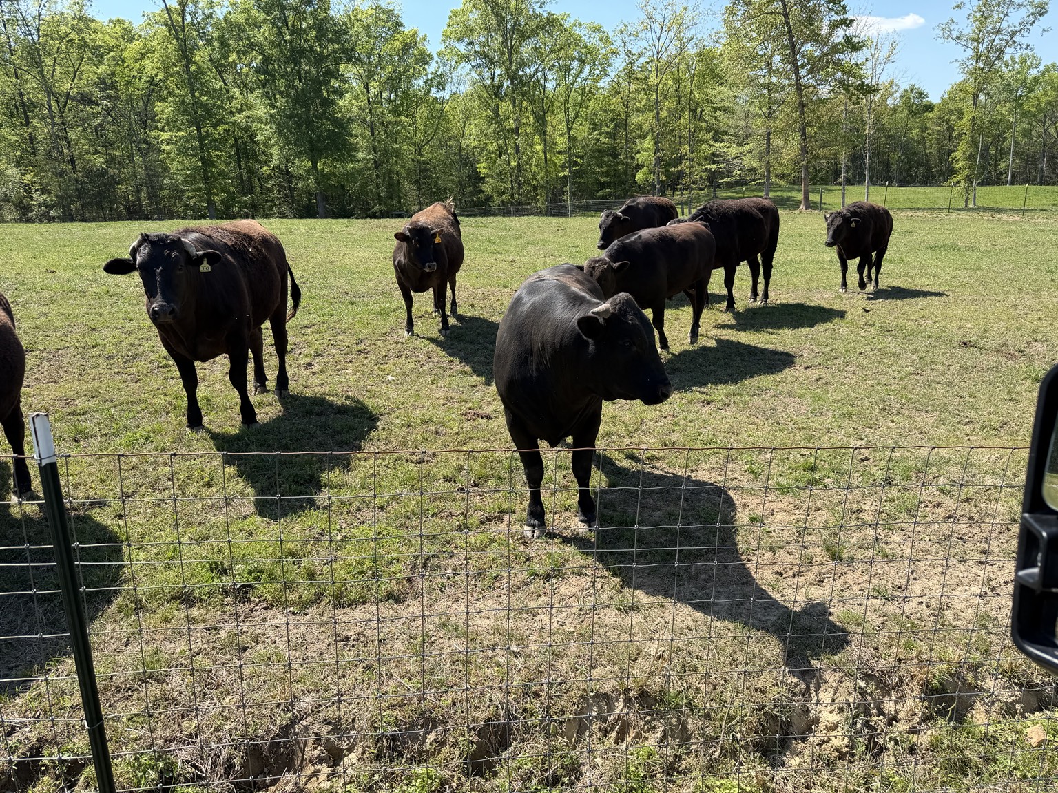 The Davidson Farm Wagyu herd gathered along the pasture fence