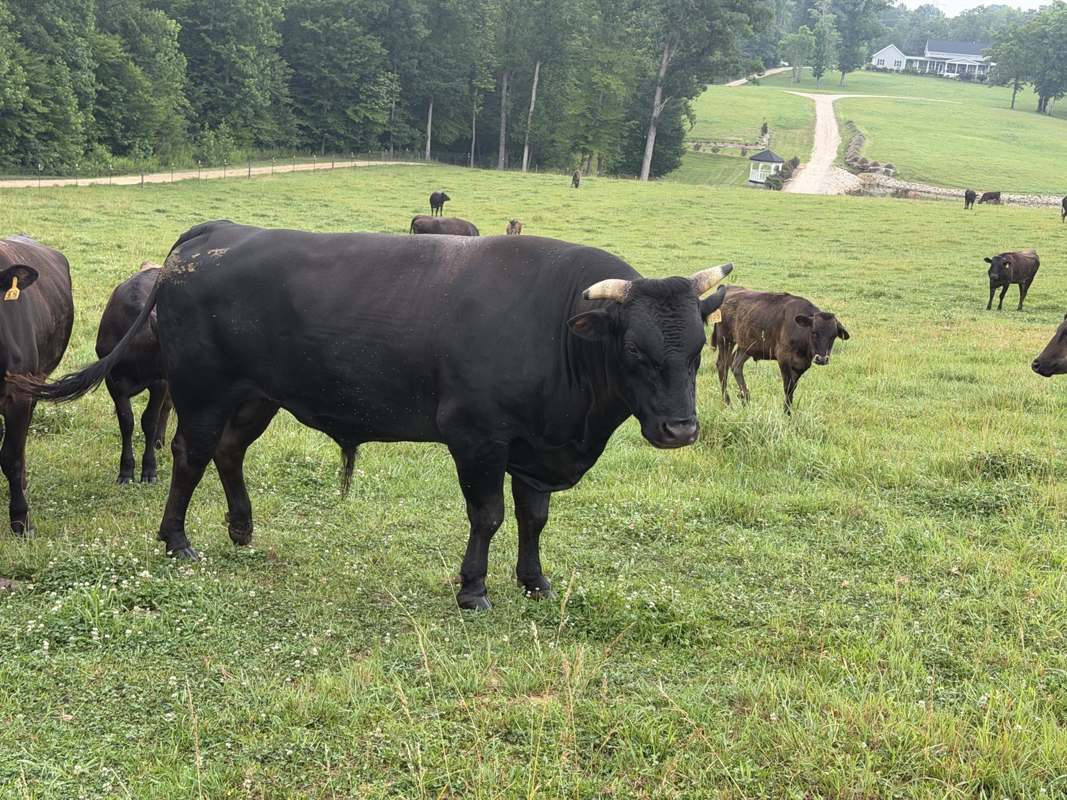 A Davidson Farm Wagyu bull standing in open pasture with the farm road and house in the distance
