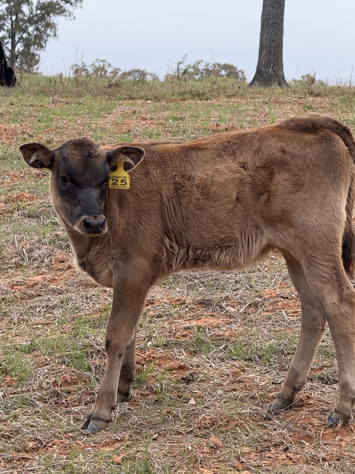 A young Davidson Farm calf