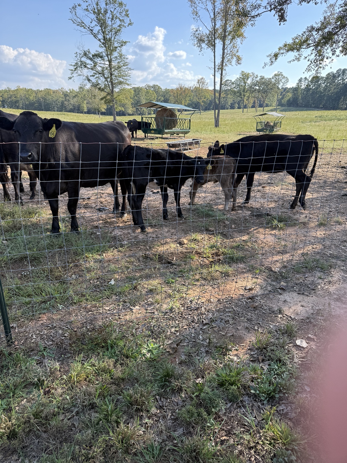 The Davidson Farm Wagyu herd gathered near the pasture fence