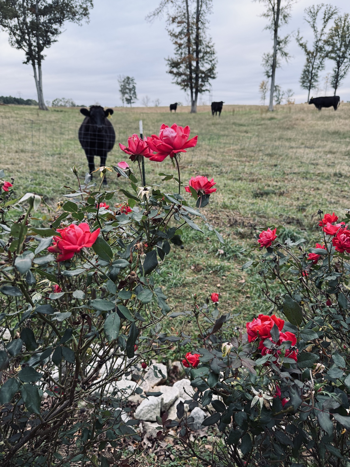 Red roses with Wagyu cattle in the pasture beyond