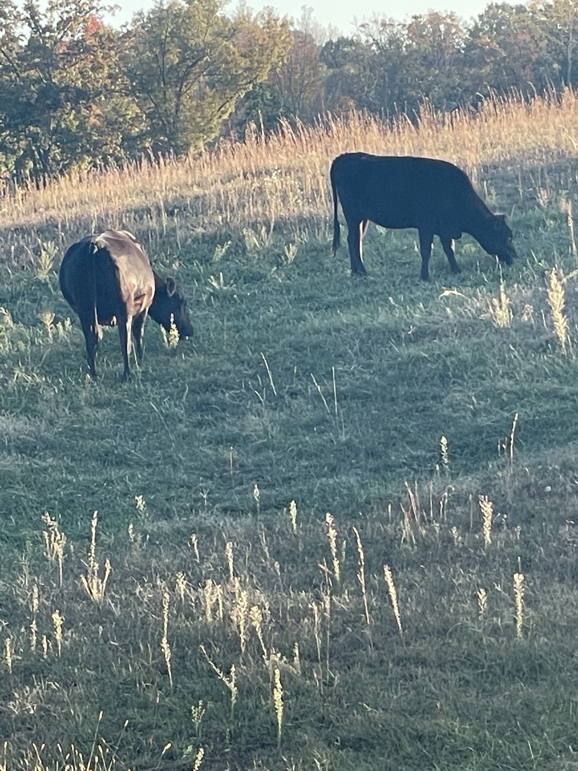 Two Wagyu cattle grazing on pasture